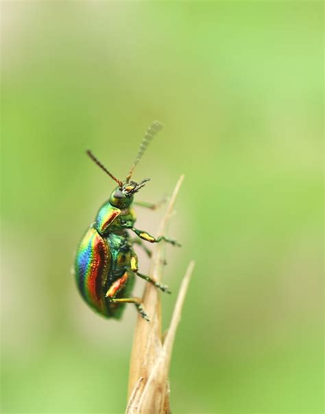Hd insect Images - Free Download on Freepik