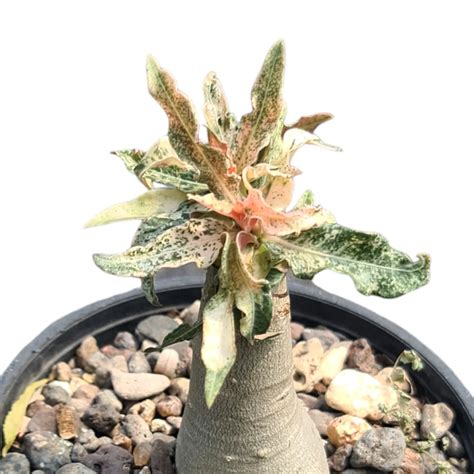 Adenium Crispum Variegated Rare Collector Caudex – Samarth Cactus Nursery