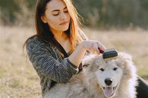 ¿Cómo deslanar a tu perro en otoño?