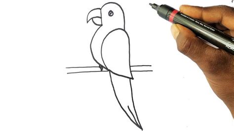 Image result for Simple Parrot Receipts