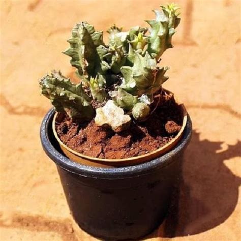 Buy Huernia species - Cactus Plant online from Nurserylive at lowest price.
