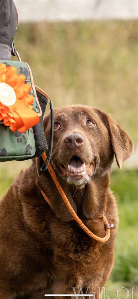 Fun Dog Show - South Kirkby & Moorthorpe Party in the Park, South ...