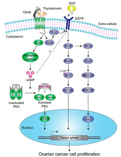 The Molecular Function and Clinical Role of Thyroid Stimulating Hormone ...