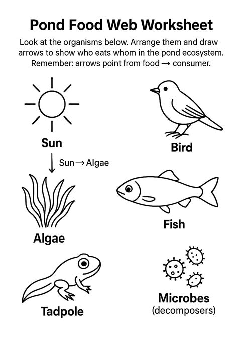Food Web Worksheets - Free Image & PDF Printables