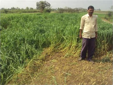 Improved Fodder Production – KVK