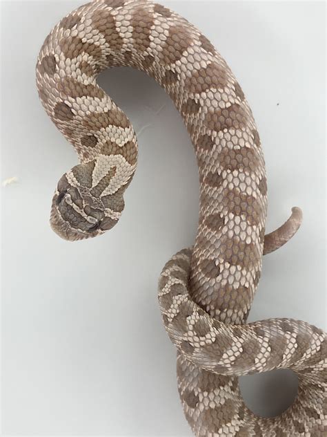 Hognose Snake Pink