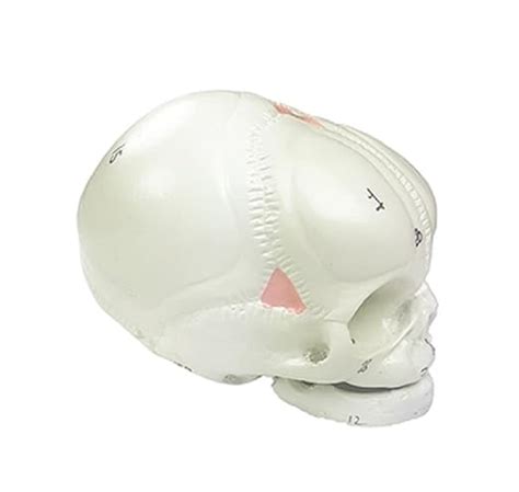 BES HK-121 Fetal Child Skull at best price.