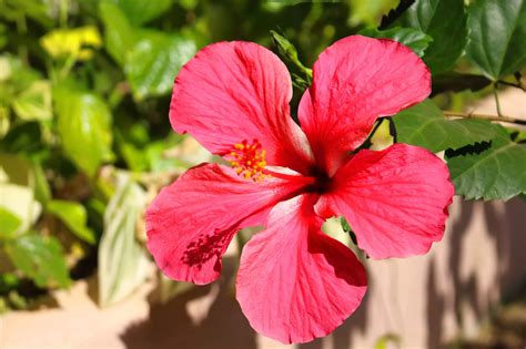 Paniolo Greens - Resortica Hawaii