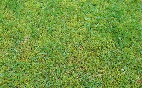 Benefits of Using Lime On Your Lawn