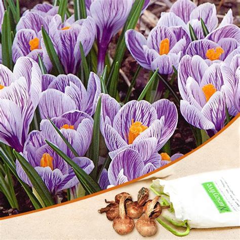 Buy Crocus Flower Bulbs online from Nurserylive at lowest price.