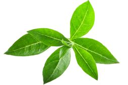 Tulsi, Heena & Aloevera Herbal Shampoo - Ban Labs Pvt Ltd