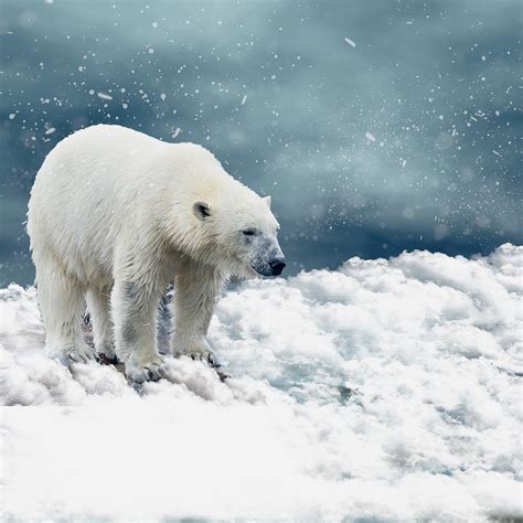 Adaptations of animals present in polar regions — lesson. Science State ...