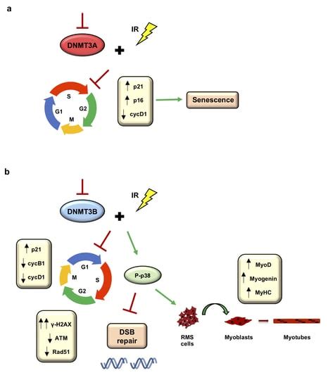 DNMT3A and DNMT3B Targeting as an Effective Radiosensitizing Strategy ...
