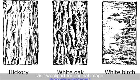 Image result for How to Draw Tree Trunks