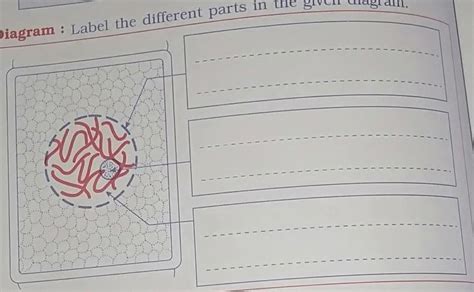hi guys please label the different parts in the given diagram - Brainly.in