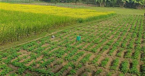 Extensive Farming 的图像结果