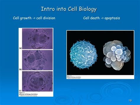 Image result for Cell Introduction