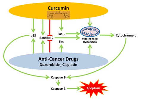 Curcumin’s Beneficial Effects on Neuroblastoma: Mechanisms, Challenges ...
