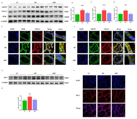 Disodium Fumarate Alleviates Endoplasmic Reticulum Stress ...