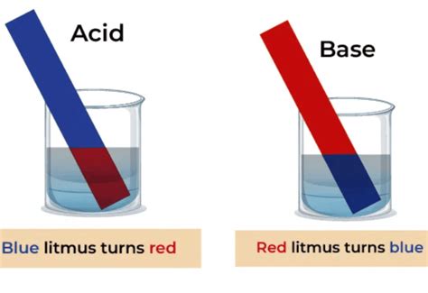Exploring Substances Acidic Basic And Neutral Important Question Answer ...