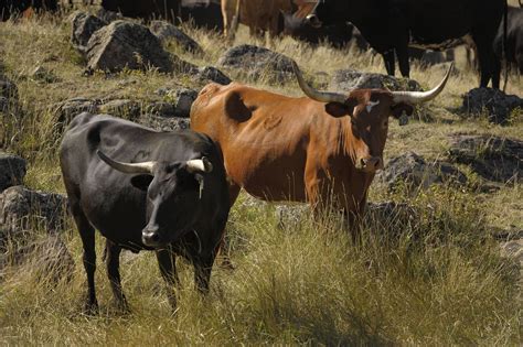 150 - Corriente Cows for Sale - Oregon