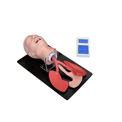 Conxport Advanced Human Trachea Intubation Model Neck backward function ...