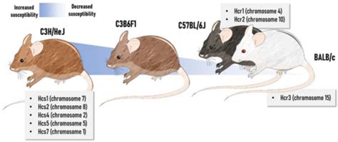 In Vivo and In Vitro Models of Hepatocellular Carcinoma: Current ...