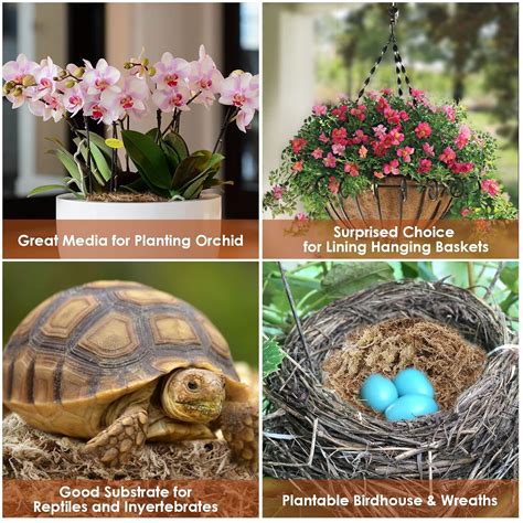 Buy FAMKIT Garden Sphagnum Moss Moisturizing Nutrition Organic ...