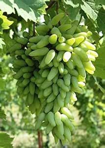 Sundhi Plant Live Plant Grape Fruit Long Green Angoor/Grape Exotic Rare ...