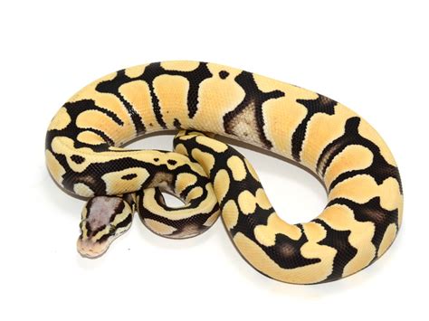 Image result for Ghost Python Morph