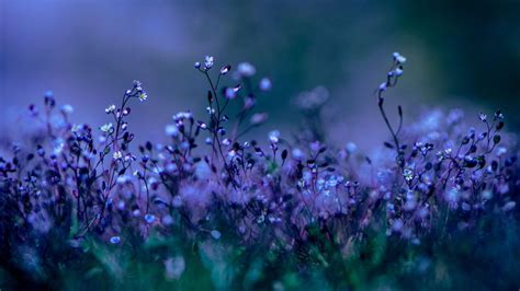 Beautiful Purple Flower Wallpapers For Desktop