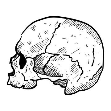 Skull profile | Premium Vector