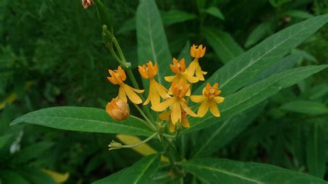 FlowerSong - Flower Detail