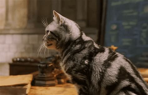 Transfigured Facts About Professor Minerva McGonagall