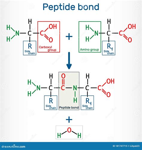 Image result for Peptide Synthesis Process