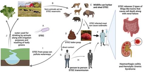 Prevalence and Implications of Shiga Toxin-Producing E. coli in Farm ...