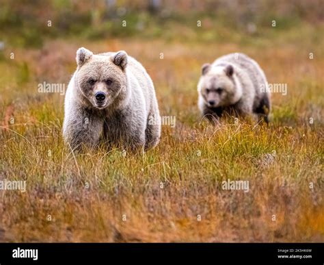 Wildlife in Finland. Bears, Wolverine and birds Stock Photo - Alamy