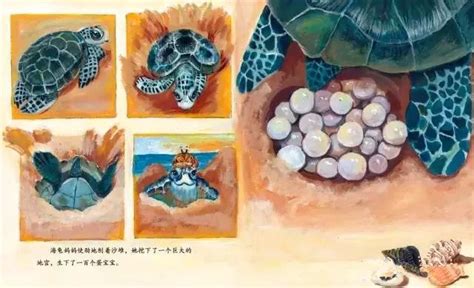 有声绘本：《小海龟的勇敢旅程》让孩子学会独立_妈妈