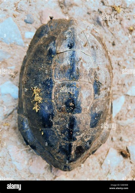 Image result for Fat Turtle Shell