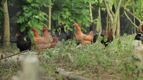 农村乡下原生态养鸡场实拍视频，鸡鸣狗欢、鸡同鹅讲一派好景色_腾讯视频