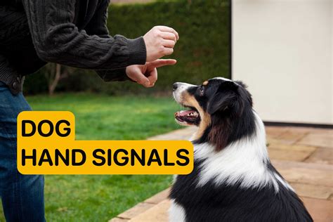 Image result for Common Hand Signals for Dogs Sheet