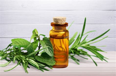 Tea Tree Oil For Healing Boils