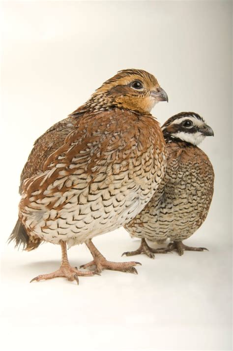 Bobwhite Quail Female