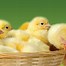 Image result for Nursery Wallpaper Chicks