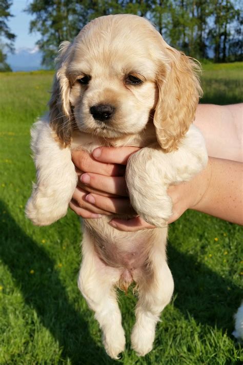 Wedgwood Cockers | American Cocker Spaniel Puppies in Mission BC