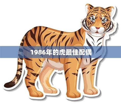 1986年的虎最佳配偶(寻找真爱的故事)