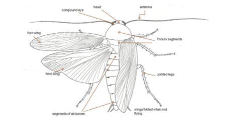 How to Dissect a Cockroach 的图像结果
