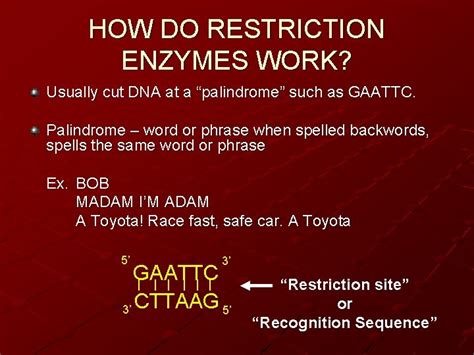 Restriction Enzymes WHAT ARE RESTRICTION ENZYMES Restriction Enzymes
