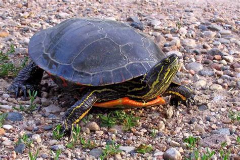 Image result for Turtle Habitat Setup