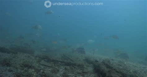 Stock footage of lots of fish, average visibility, underwater, Mother ...